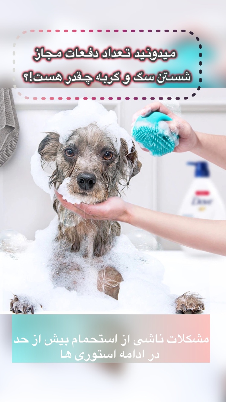 استحمام سگ و گربه
